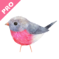 Robin PRO Image Gallery